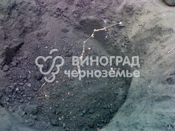 На дне ямки сделать холмик из удобрений почвы